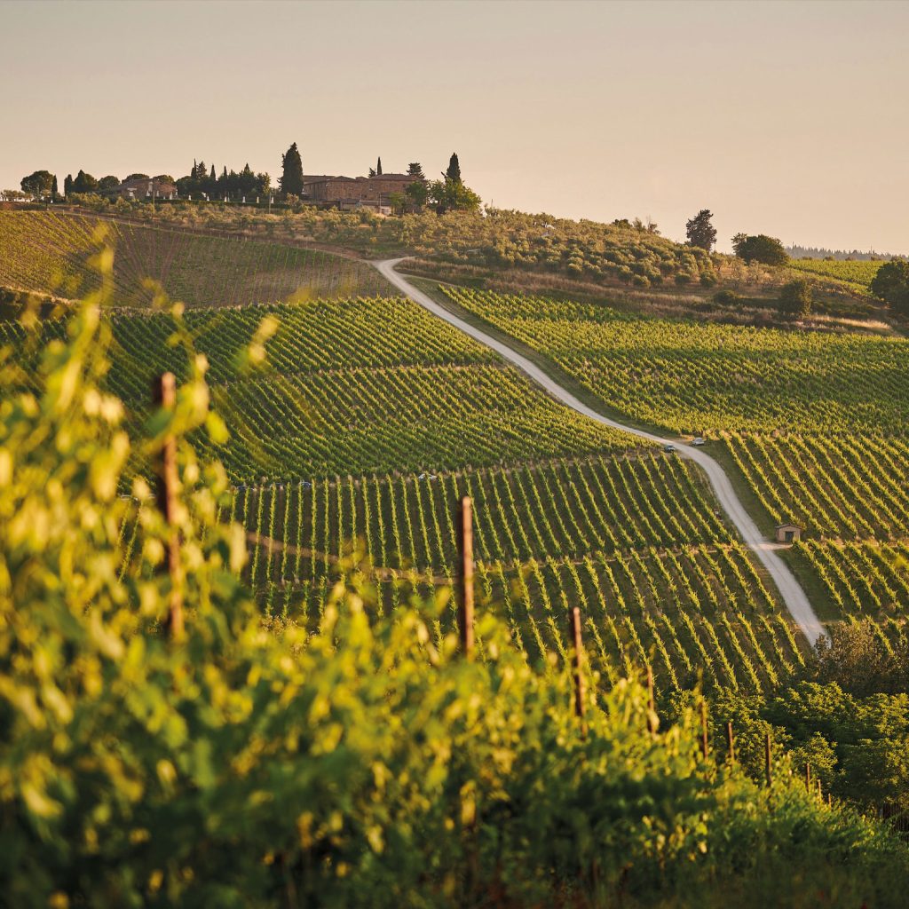 Vineyard showing heritage of a wine brand